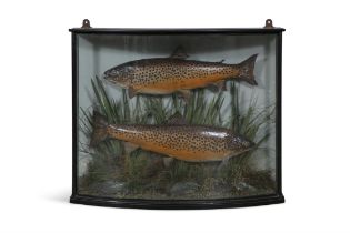 A FRAMED TAXIDERMY OF TWO TROUT, BY WILLIAMS OF DUBLIN, the bowfront glazed case with two trout