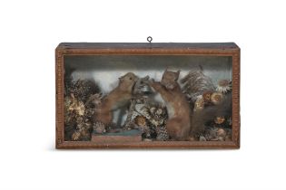 A FRAMED TAXIDERMY GLAZED CASE OF TWO SQUIRRELS, one squirrel feeding the other staged in