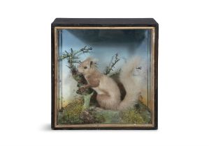 A FRAMED TAXIDERMY GLAZED CASE OF A RED SQUIRREL, EARLY 20TH CENTURY, staged in naturalistic