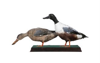 A TAXIDERMY DISPLAY OF TWO DUCKS on a felt and stained timber base. 32cm high, 65cm wide,