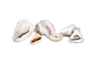 A COLLECTION OF SIX SHELLS, including conch shells, cowrie shell and a variety of snail shells.