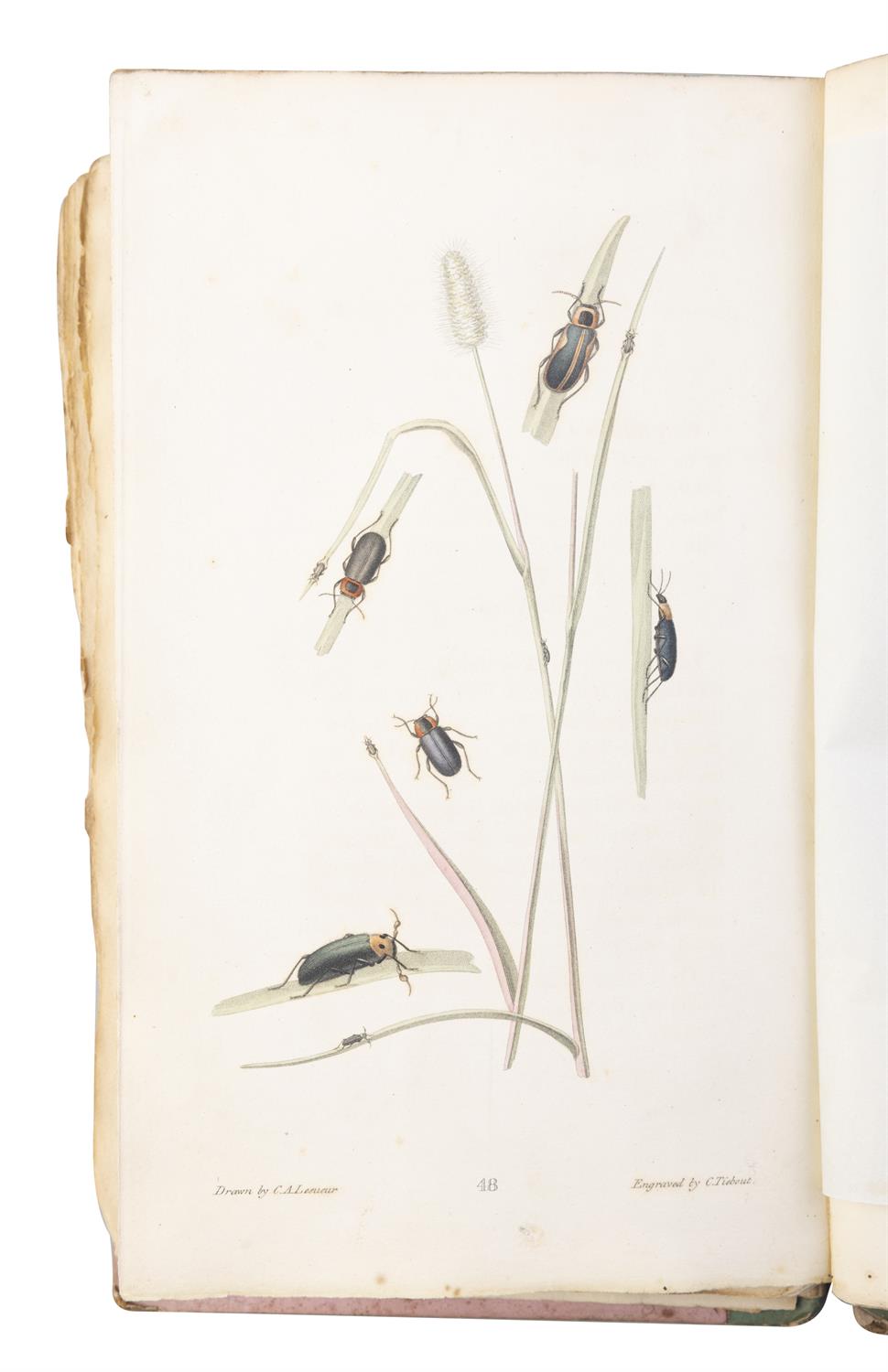 SAY, Thomas [1787-1834] American Entomology or Descriptions of the insects of North America, - Image 4 of 22