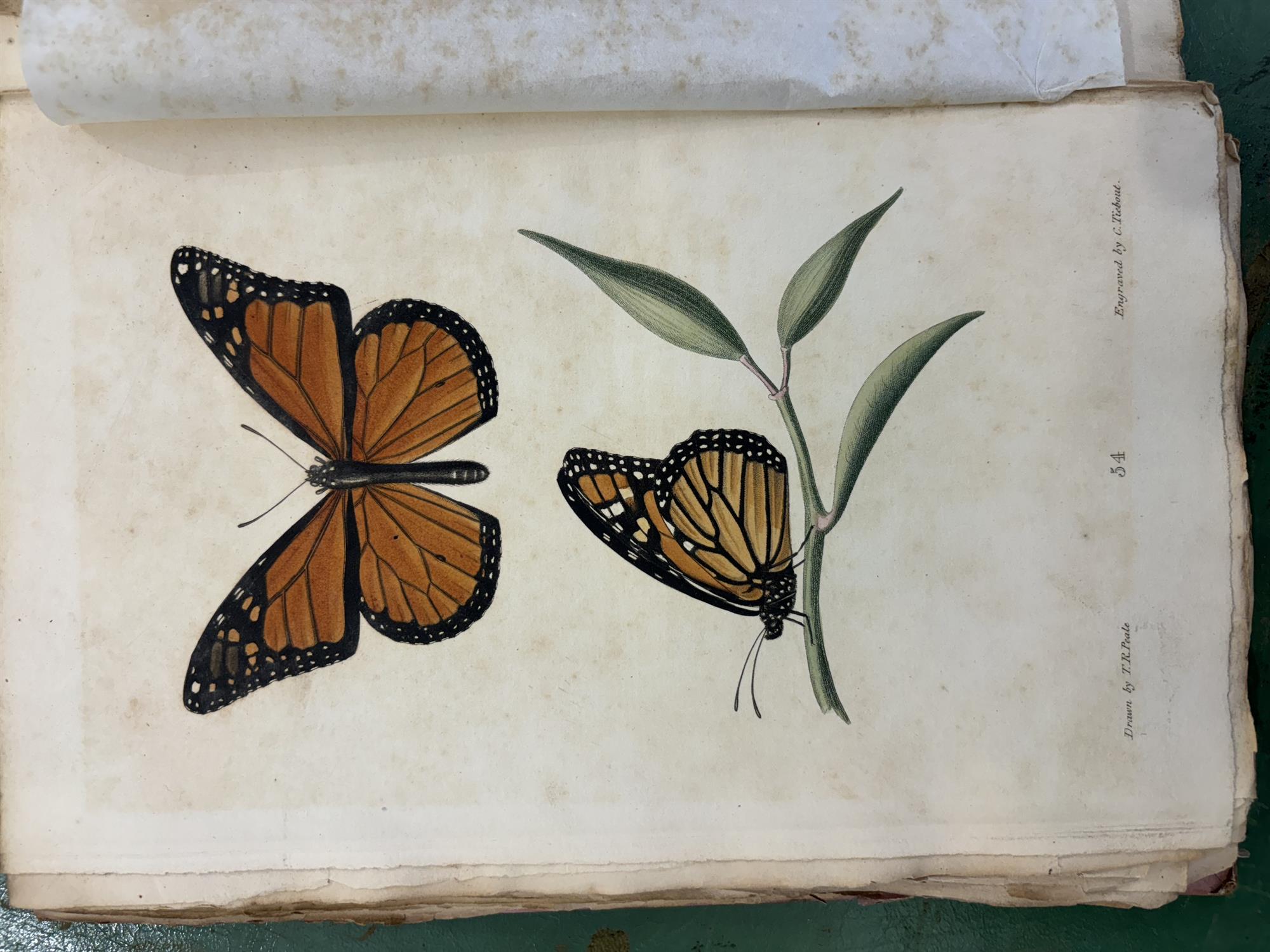 SAY, Thomas [1787-1834] American Entomology or Descriptions of the insects of North America, - Image 8 of 22