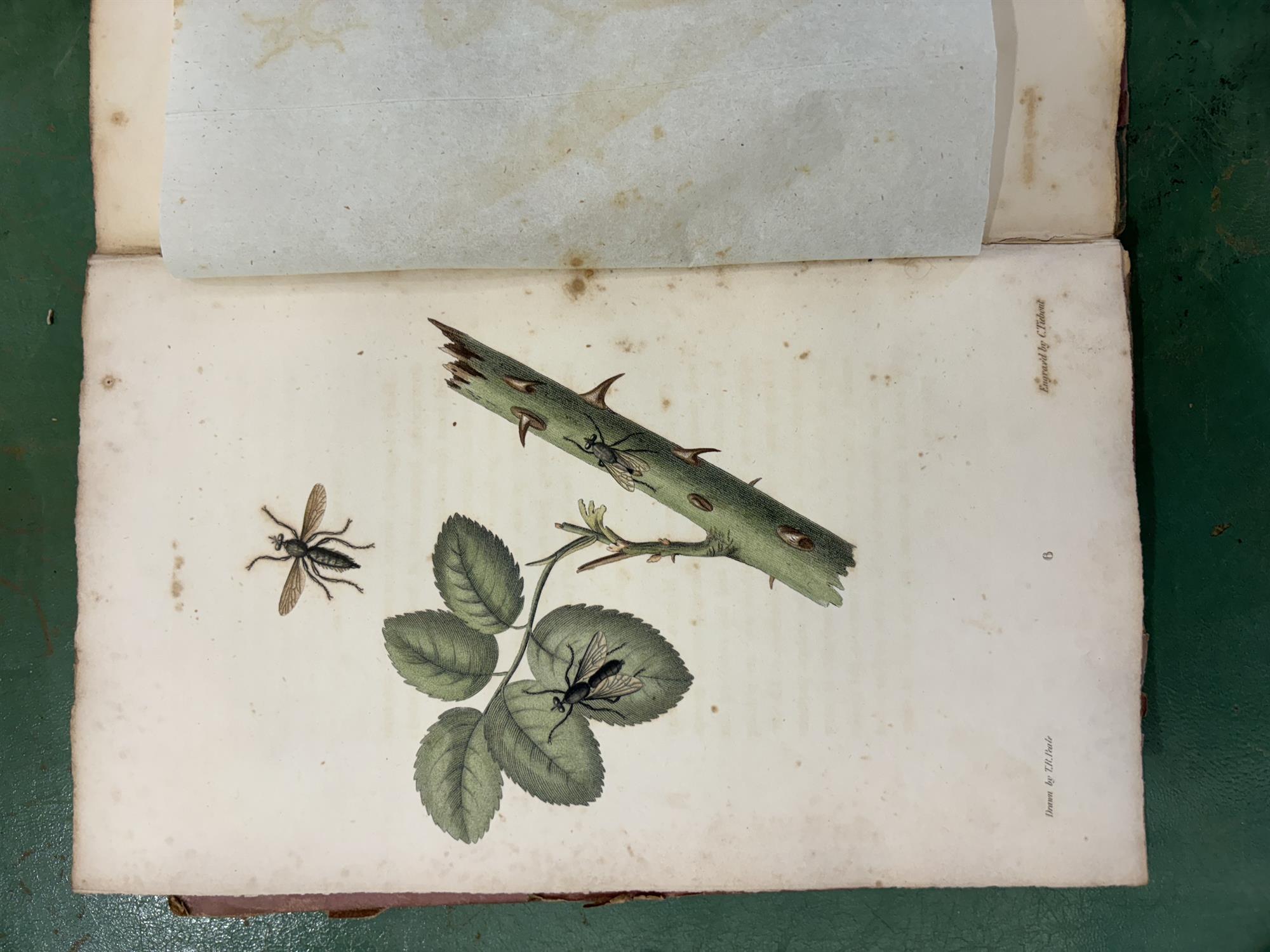 SAY, Thomas [1787-1834] American Entomology or Descriptions of the insects of North America, - Image 16 of 22