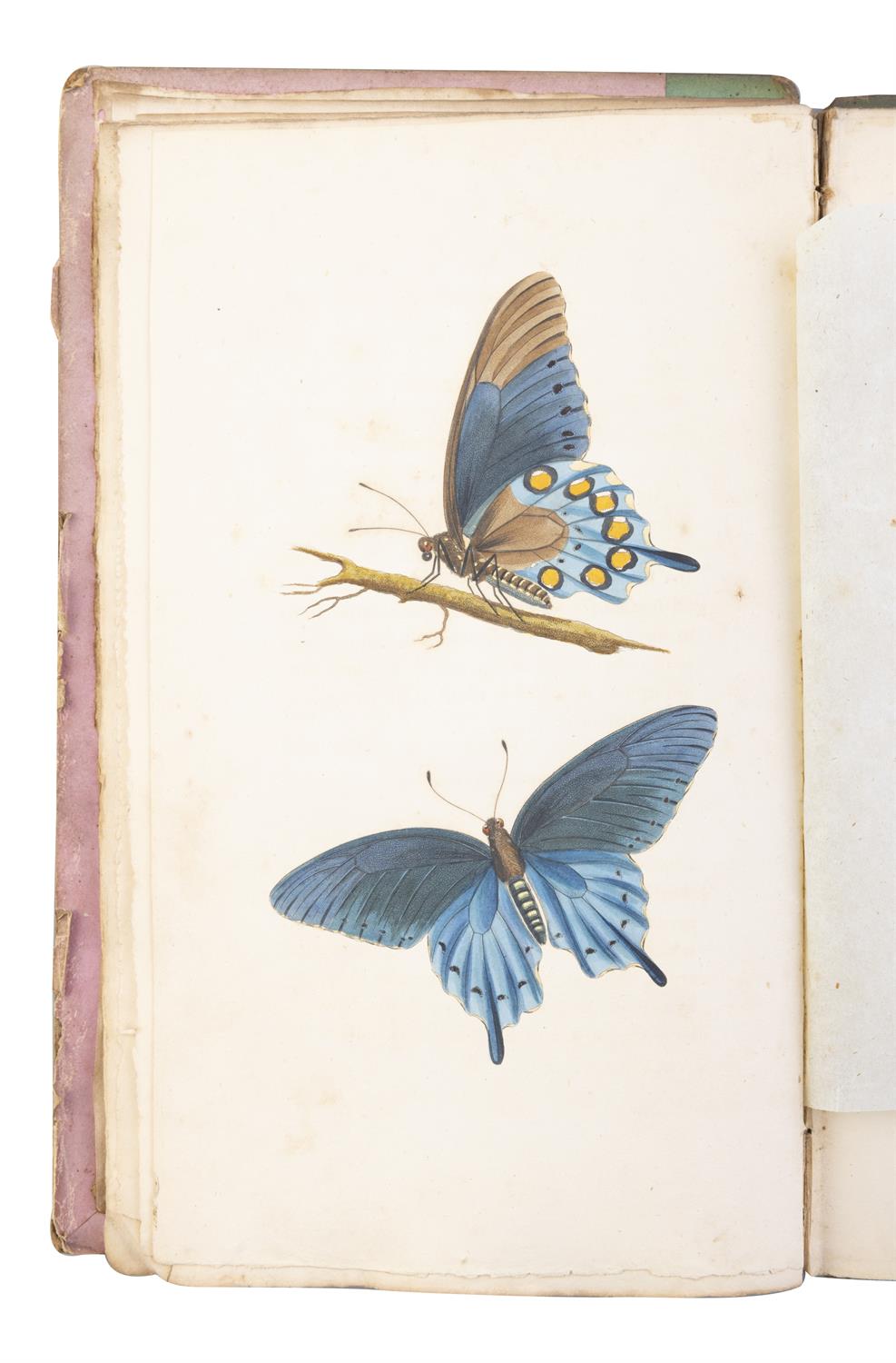 SAY, Thomas [1787-1834] American Entomology or Descriptions of the insects of North America, - Image 5 of 22