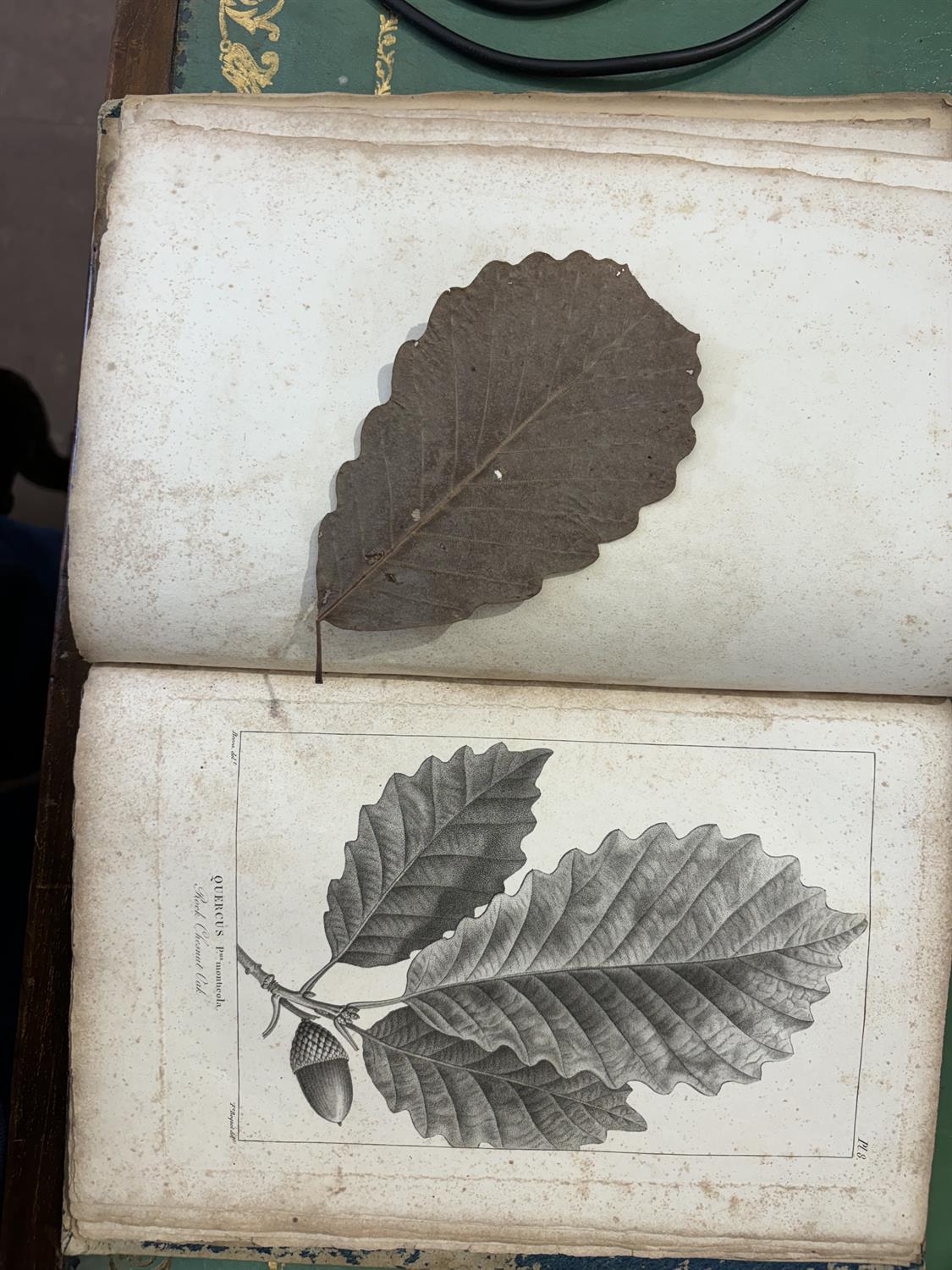 MICHAUX, François André [1770-1855] OAKS of the United States and of Canada Philadelphia (n. - Image 10 of 10