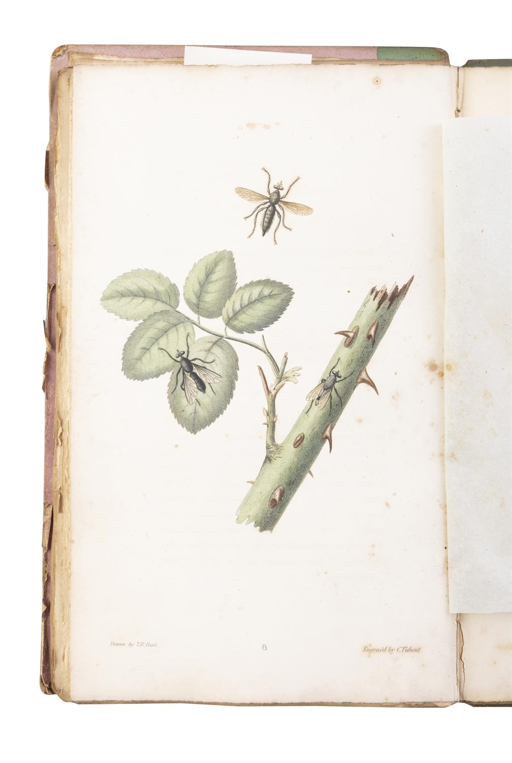 SAY, Thomas [1787-1834] American Entomology or Descriptions of the insects of North America, - Image 6 of 22