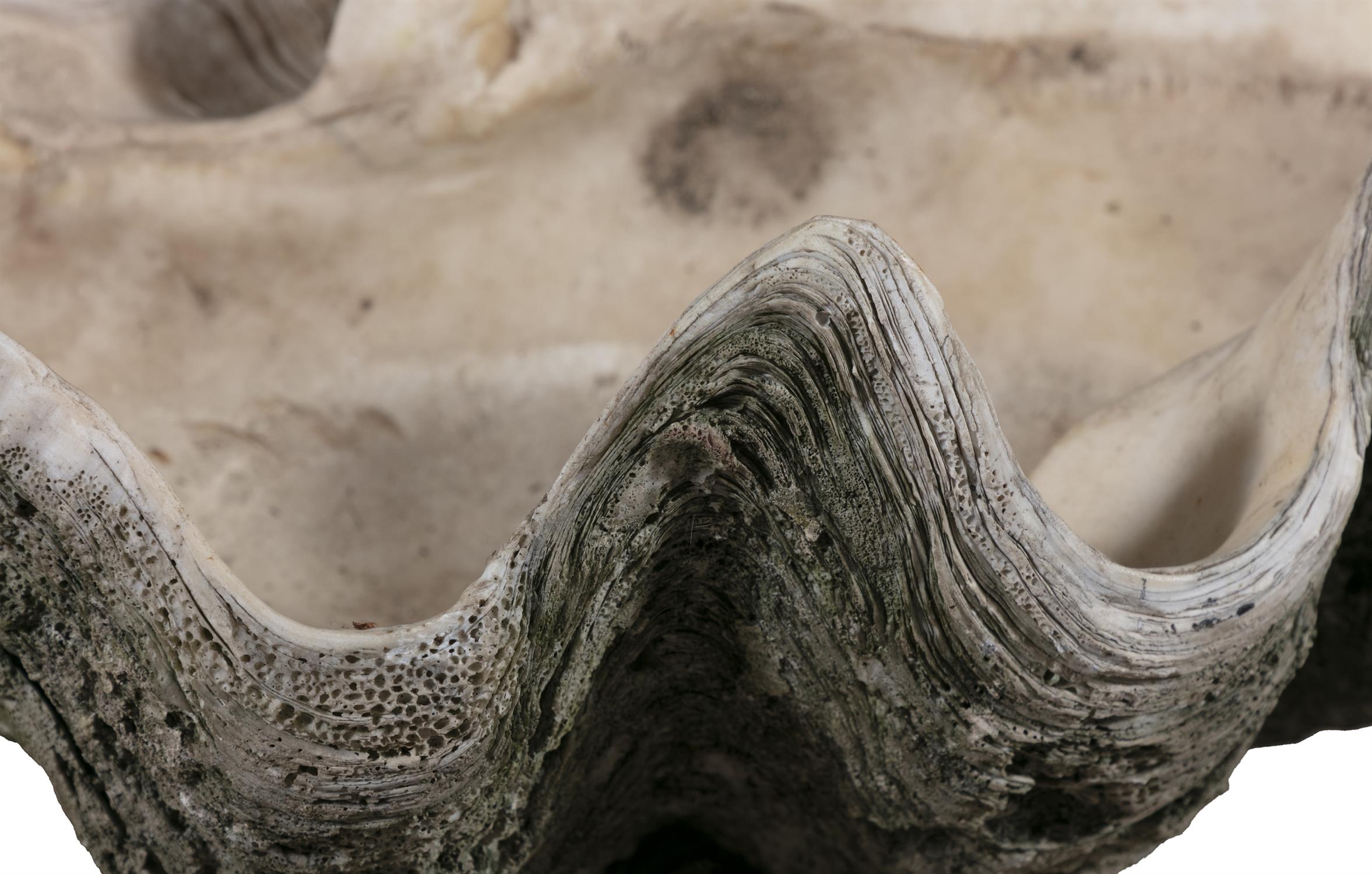 A GIANT HALF CLAM SHELL, (TRIDACNA GIGAS) a fine natural history specimen, 81cm wide - Image 3 of 4