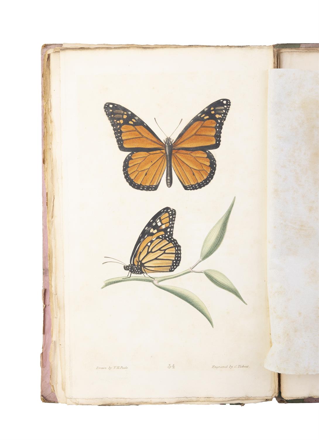 SAY, Thomas [1787-1834] American Entomology or Descriptions of the insects of North America, - Image 7 of 22