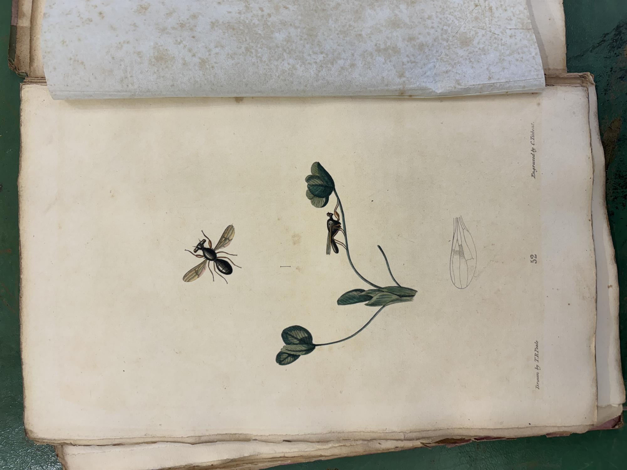 SAY, Thomas [1787-1834] American Entomology or Descriptions of the insects of North America, - Image 9 of 22
