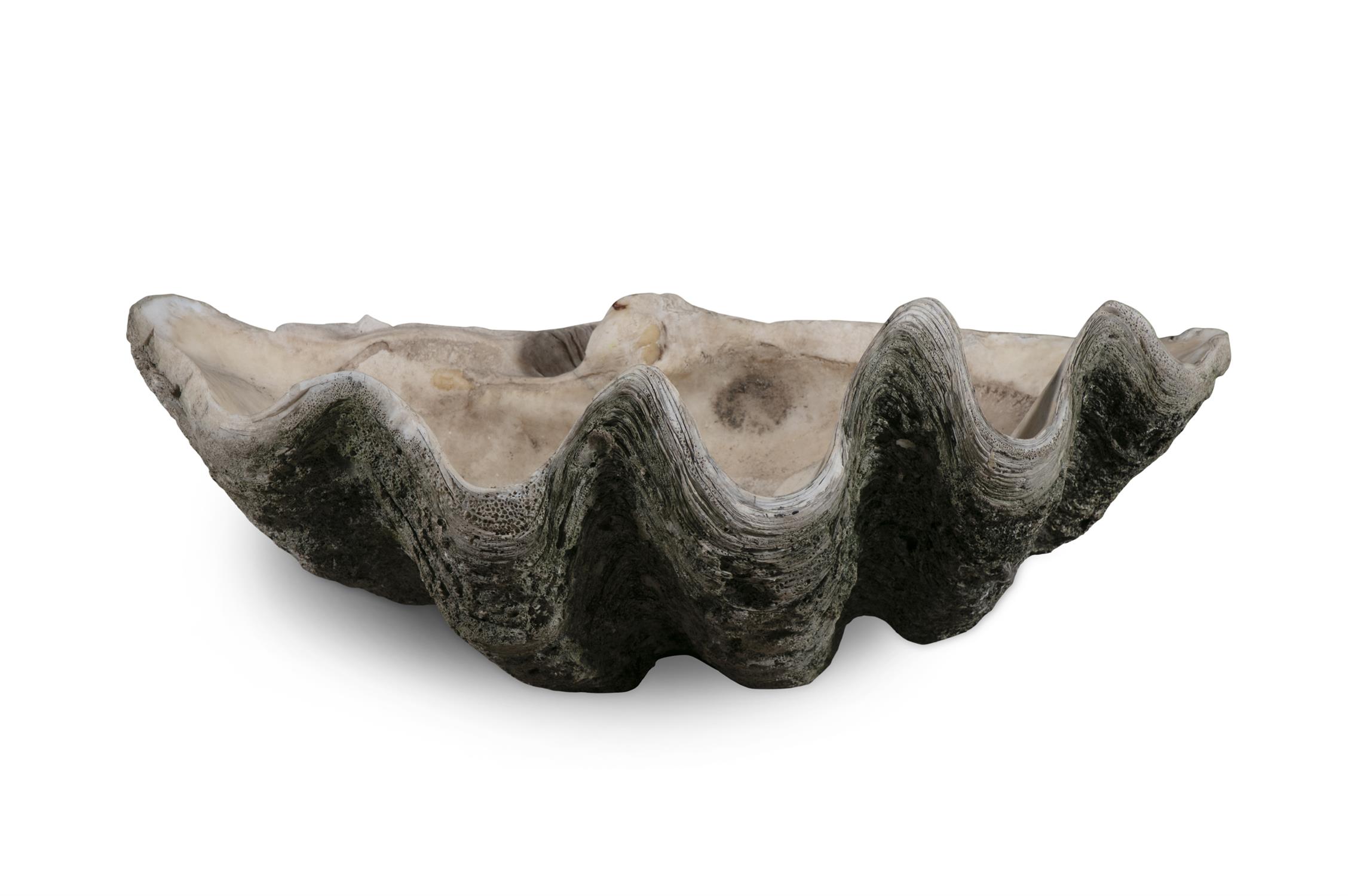 A GIANT HALF CLAM SHELL, (TRIDACNA GIGAS) a fine natural history specimen, 81cm wide