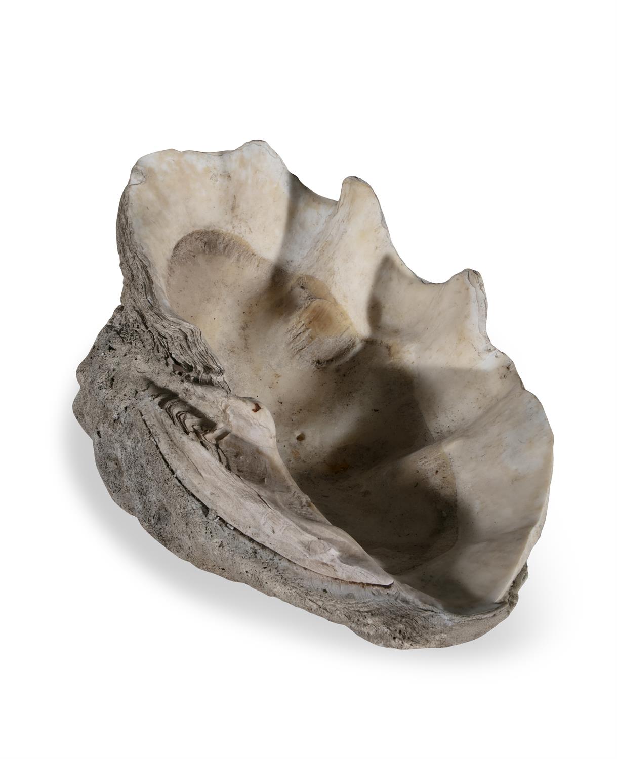 A GIANT HALF CLAM SHELL, (TRIDACNA GIGAS) a fine natural history specimen, 81cm wide - Image 4 of 4