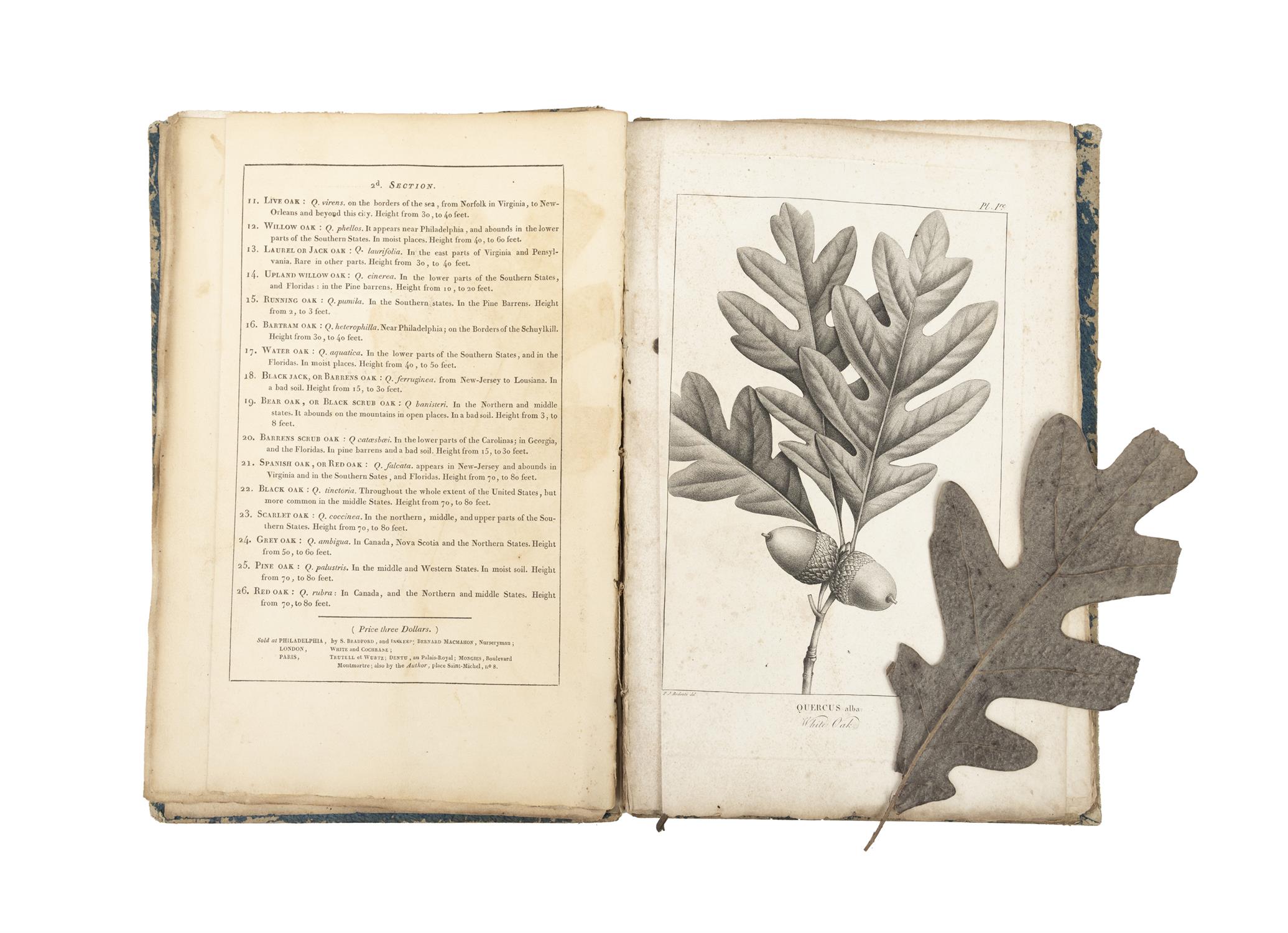 MICHAUX, François André [1770-1855] OAKS of the United States and of Canada Philadelphia (n. - Image 2 of 10