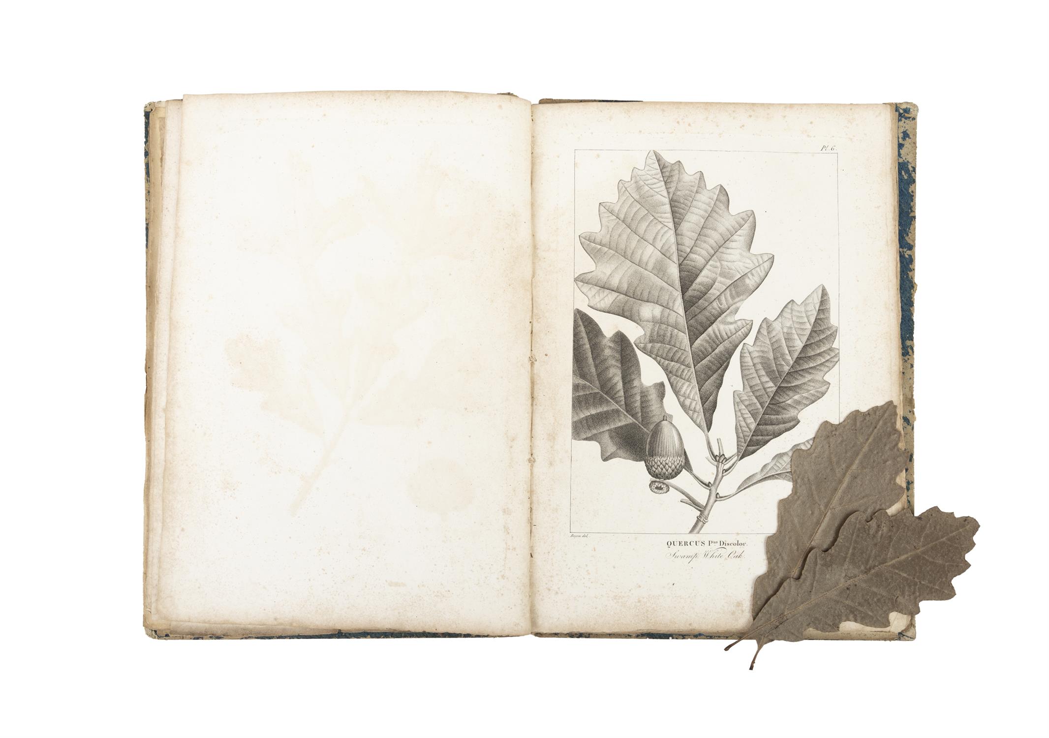 MICHAUX, François André [1770-1855] OAKS of the United States and of Canada Philadelphia (n. - Image 3 of 10