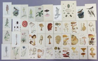 Twenty-five various coloured prints of fungi, 18.5cm x 10.5cm; eighteen various other botanical &