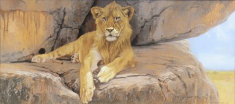 KIM DONALDSON (South African, b. 1952). “Young Serengeti Lion”, signed lower right. Pastel: 39cm x