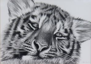 RICHARD SYMONDS (Contemporary) study of a tiger, pencil on paper, signed lower right, 25cm x 35cm,