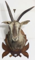 A vintage taxidermy goats-head mounted on a shield-shape plaque (one horn loose), 38cm wide x 70cm