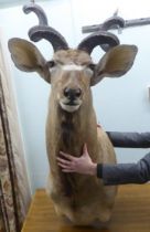 Taxidermy: a Rowland Ward Size trophy head, a Kudu