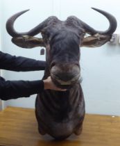 Taxidermy: a Rowland Ward Size trophy head, a Gnu/Wildebeest