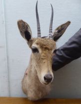 Taxidermy: a Rowland Ward Size trophy head, a Grey Rhebok