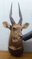 Taxidermy: a Rowland Ward Size trophy head, a Cape Buch Buck (Imbabala)