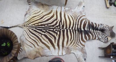 An unmounted zebra skin