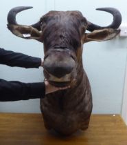 Taxidermy:  a Rowland Ward Size trophy head, a Gnu/Wildebeest