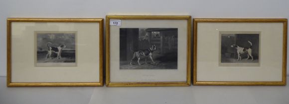 Three framed 19thC canine studies  engravings  largest 6" x 8"