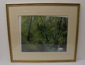 Ron Folland - a woodland riverscape with swans  mixed media  bears a signature  14" x 18"  framed