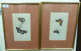 E Donovan & Sons - a pair of hand coloured butterfly engravings  dated 1826  8.5" x 5"  framed
