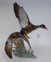 A Hutschenreuther porcelain model, two ducks in flight over water reeds  bears a printed mark  14"h