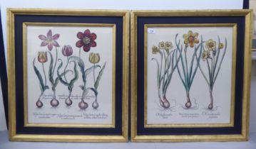 A pair of 19thC style botanical prints  20" x 17"  framed
