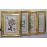 A series of four dissimilar reproductions of 19thC coloured botanical prints  13" x 8"  framed