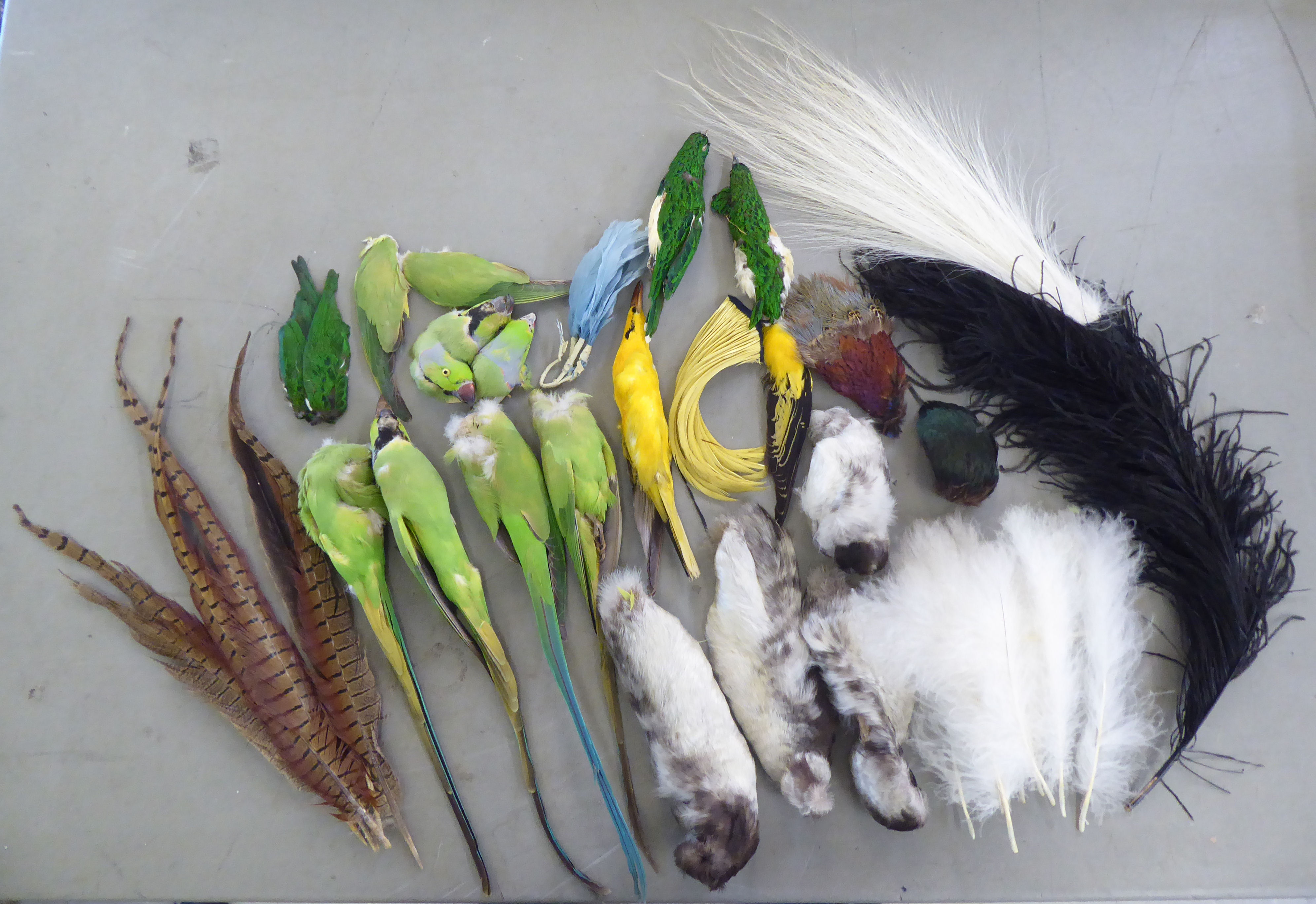 Vintage millinery decorations: to include parrots and various feathers, contained in a - Image 3 of 9