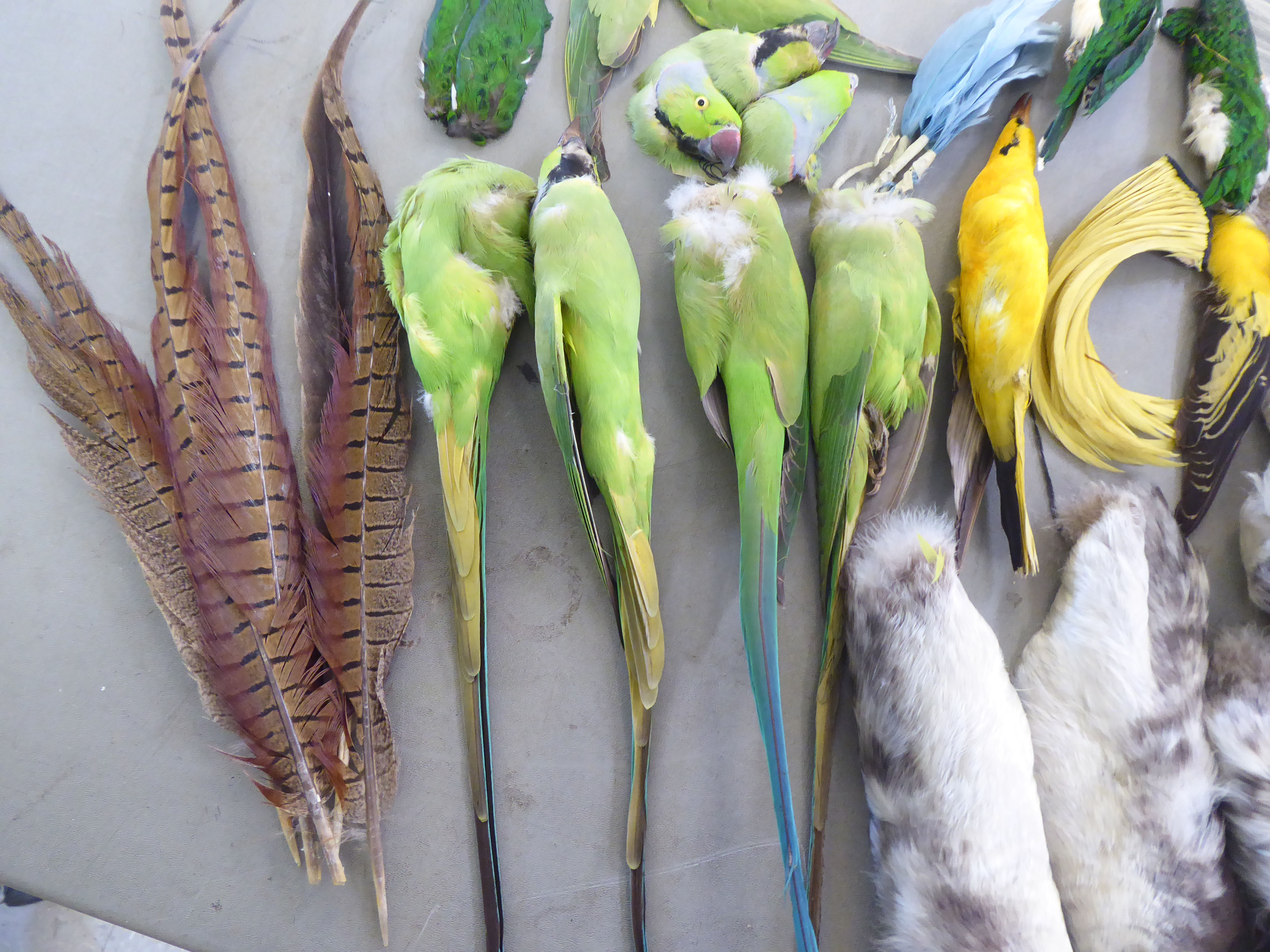 Vintage millinery decorations: to include parrots and various feathers, contained in a - Image 5 of 9