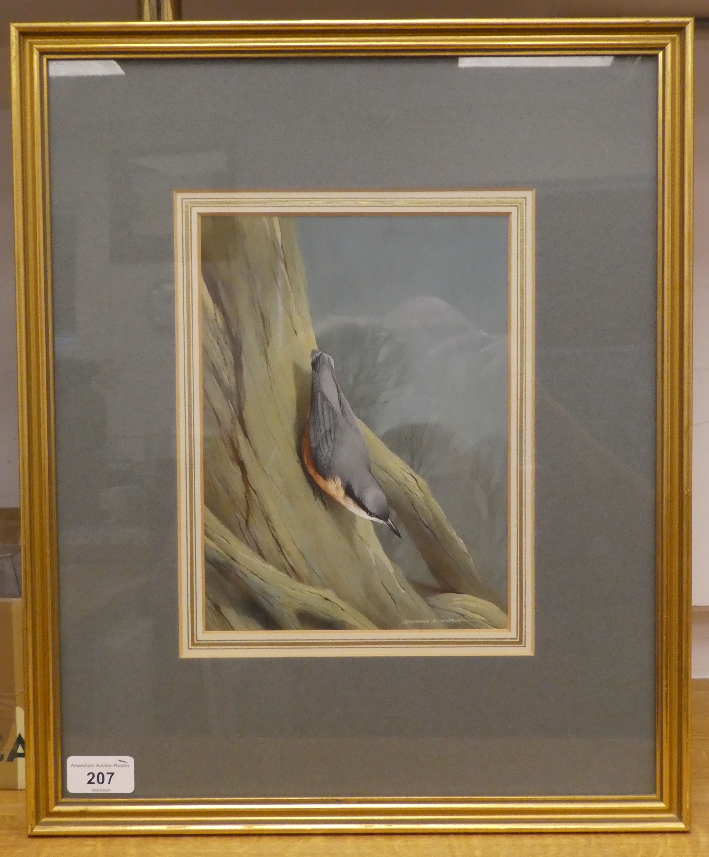 Raymond C Watson - 'Nuthatch'  watercolour  bears a signature  7" x 9"  framed