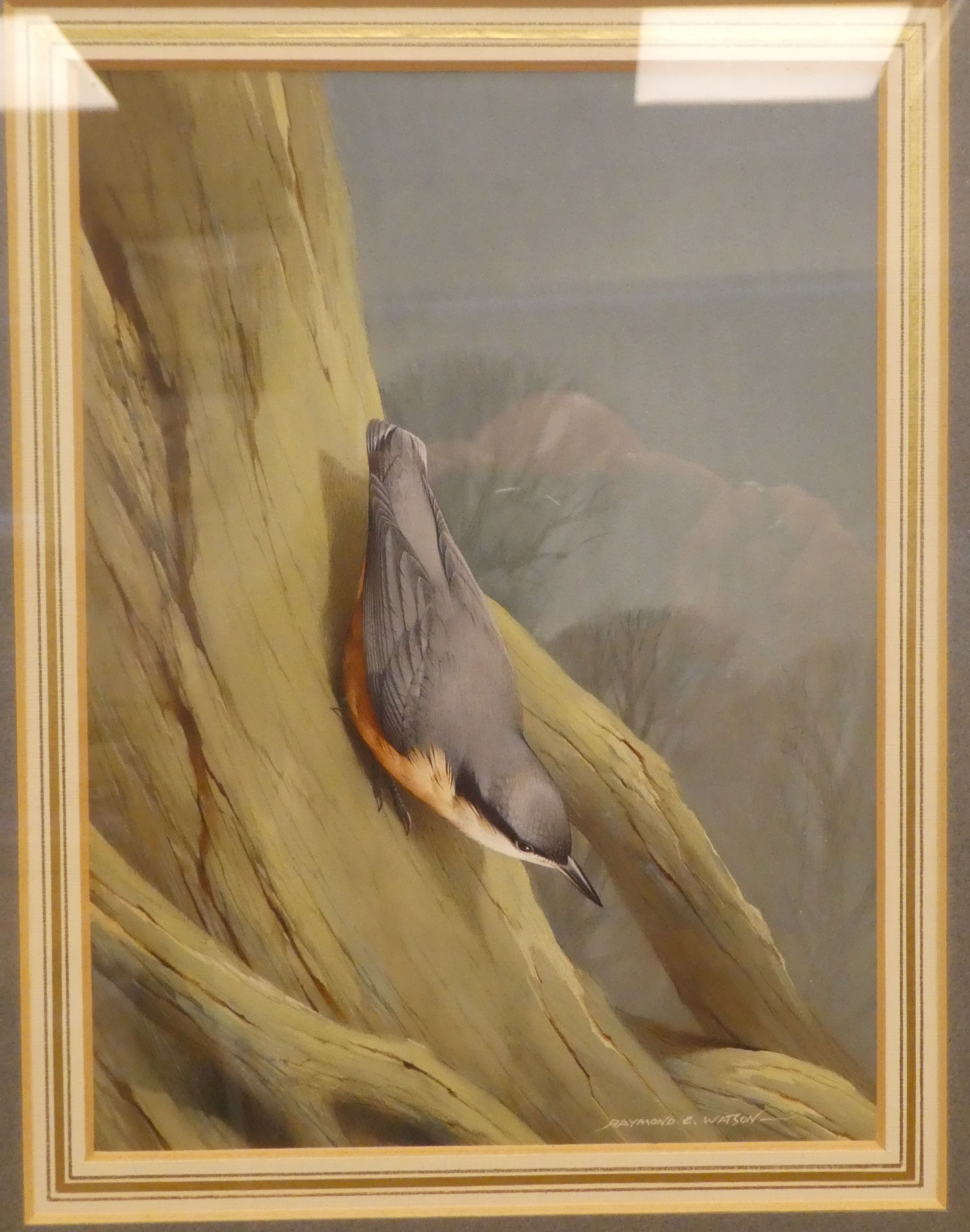 Raymond C Watson - 'Nuthatch'  watercolour  bears a signature  7" x 9"  framed - Image 2 of 4