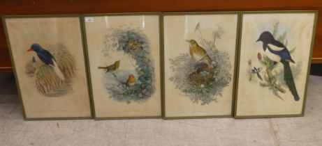Four early 20thC ornithological prints  22" x 14"  framed