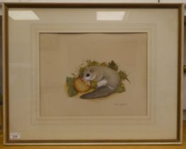 David Andrews - a doormouse eating a fallen apple  watercolour  bears a signature  12" x 16"  framed