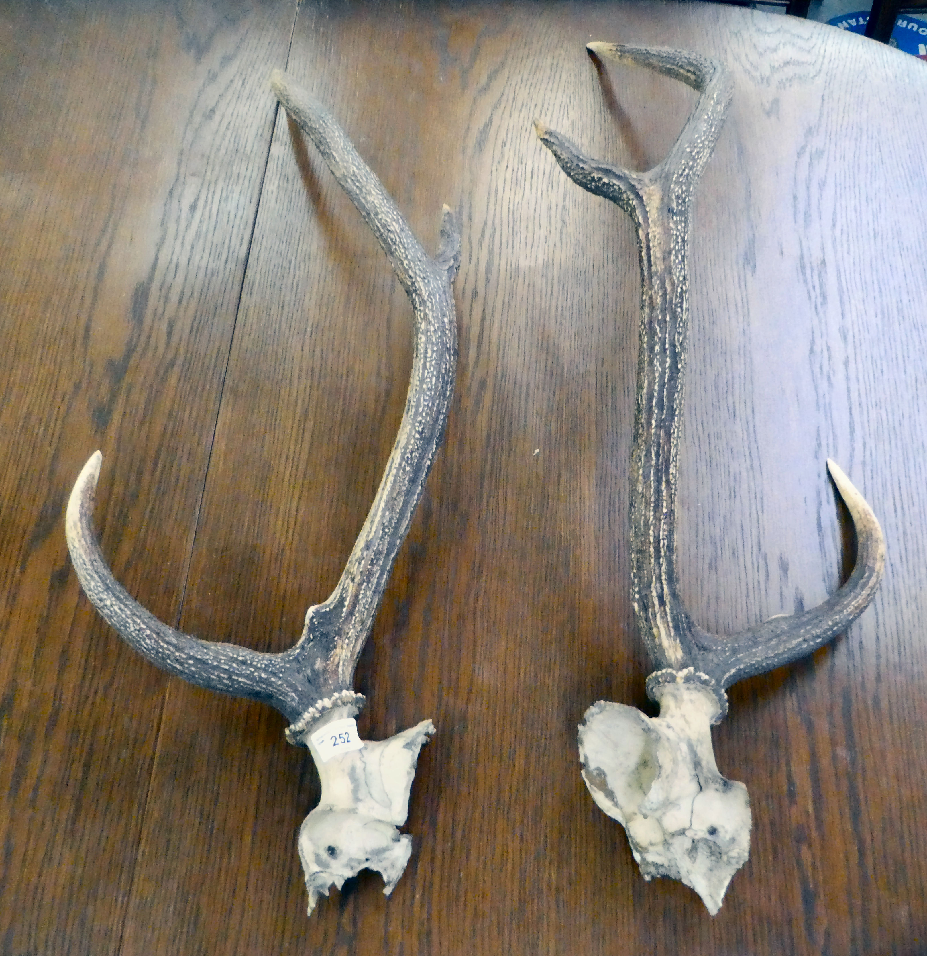 Two separated parts of skull and antlers  31"h