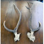 Two separated parts of skull and antlers  31"h