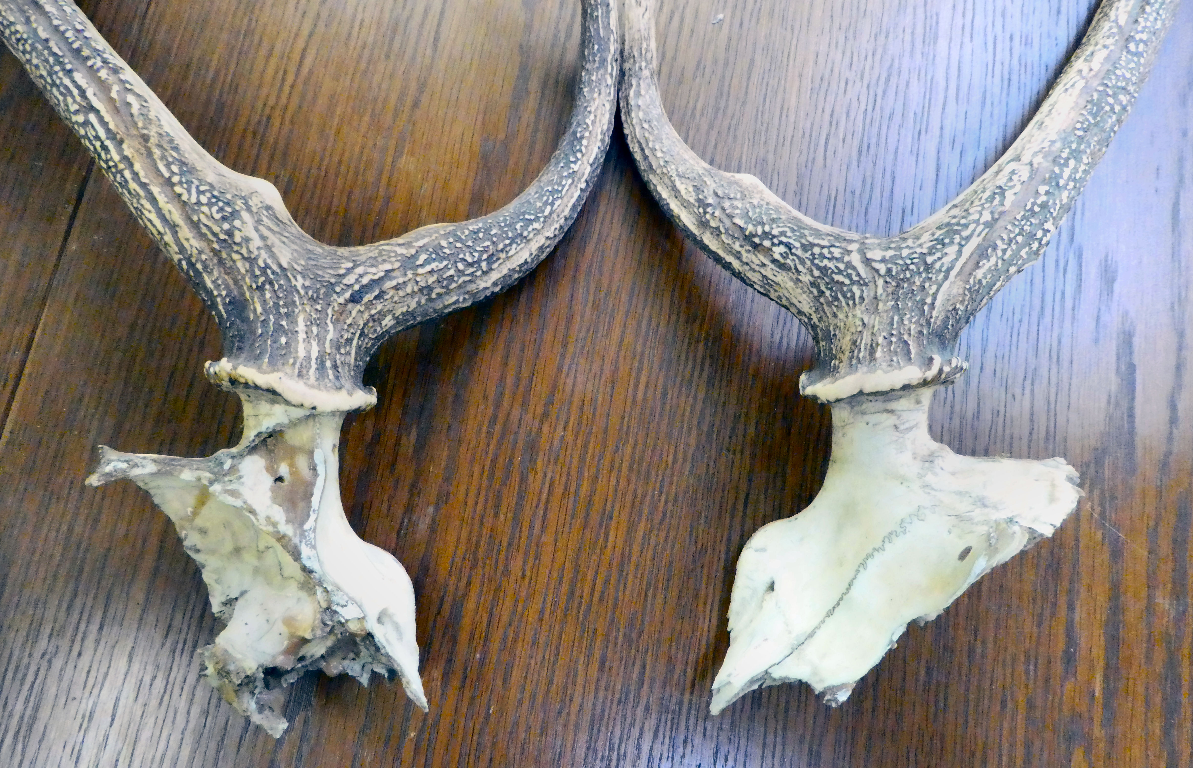 Two separated parts of skull and antlers  31"h - Image 3 of 3