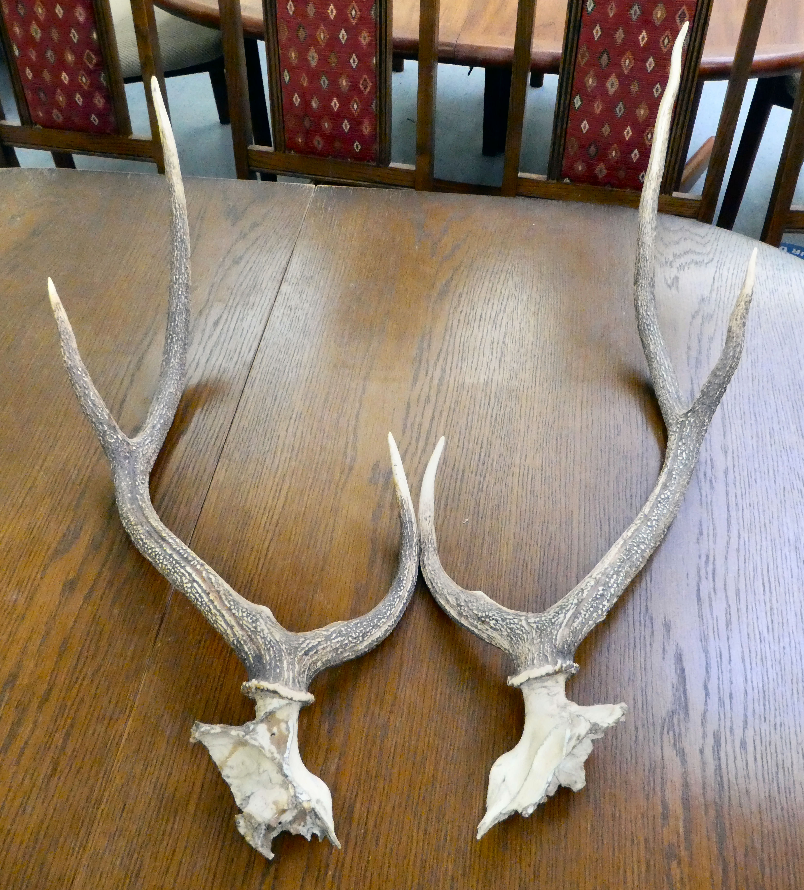Two separated parts of skull and antlers  31"h - Image 2 of 3