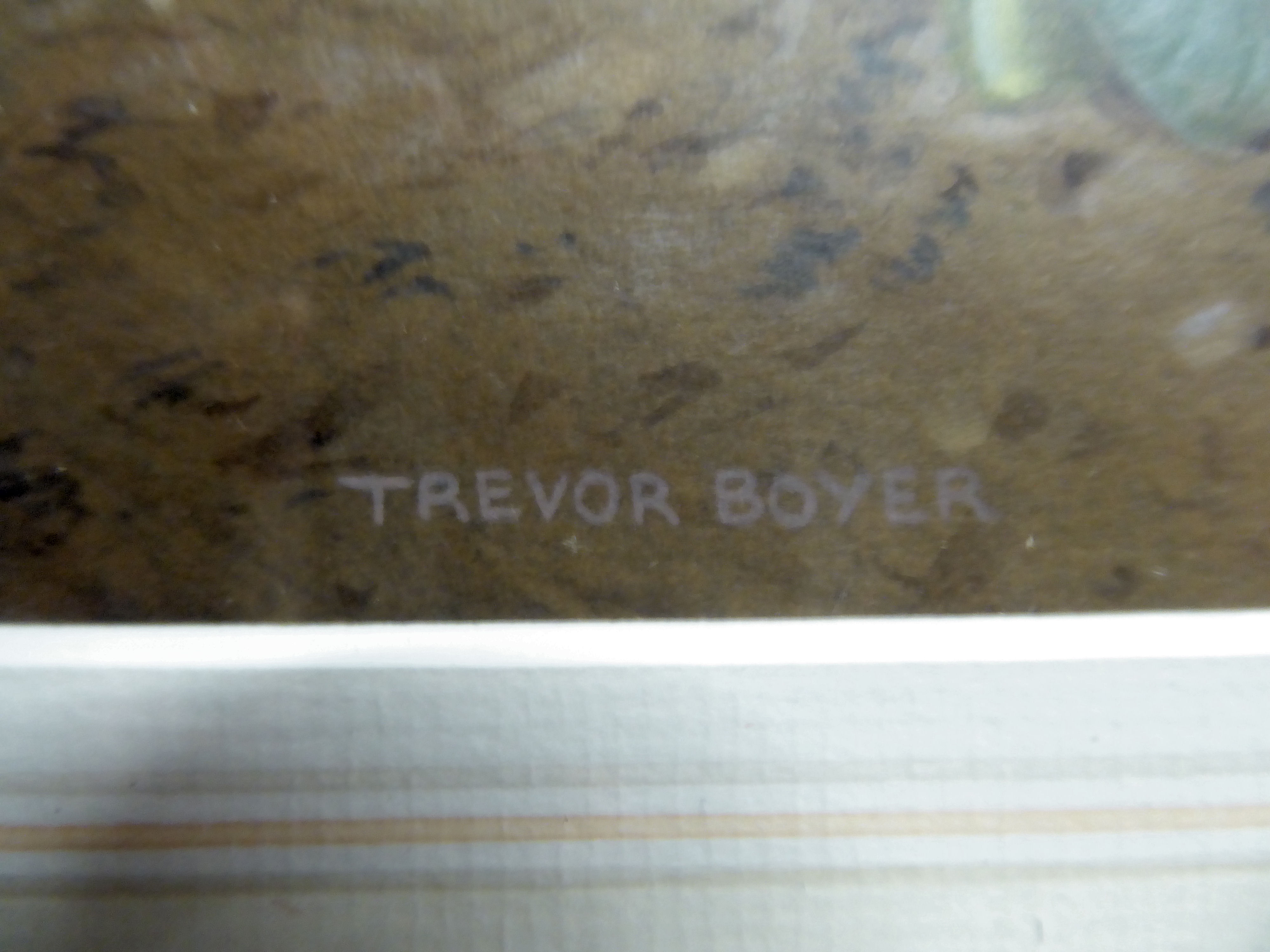 Trevor Boyer - 'Blackbird and Crocus'  acrylic  bears a signature & a Wildlife Art Gallery label - Image 2 of 3