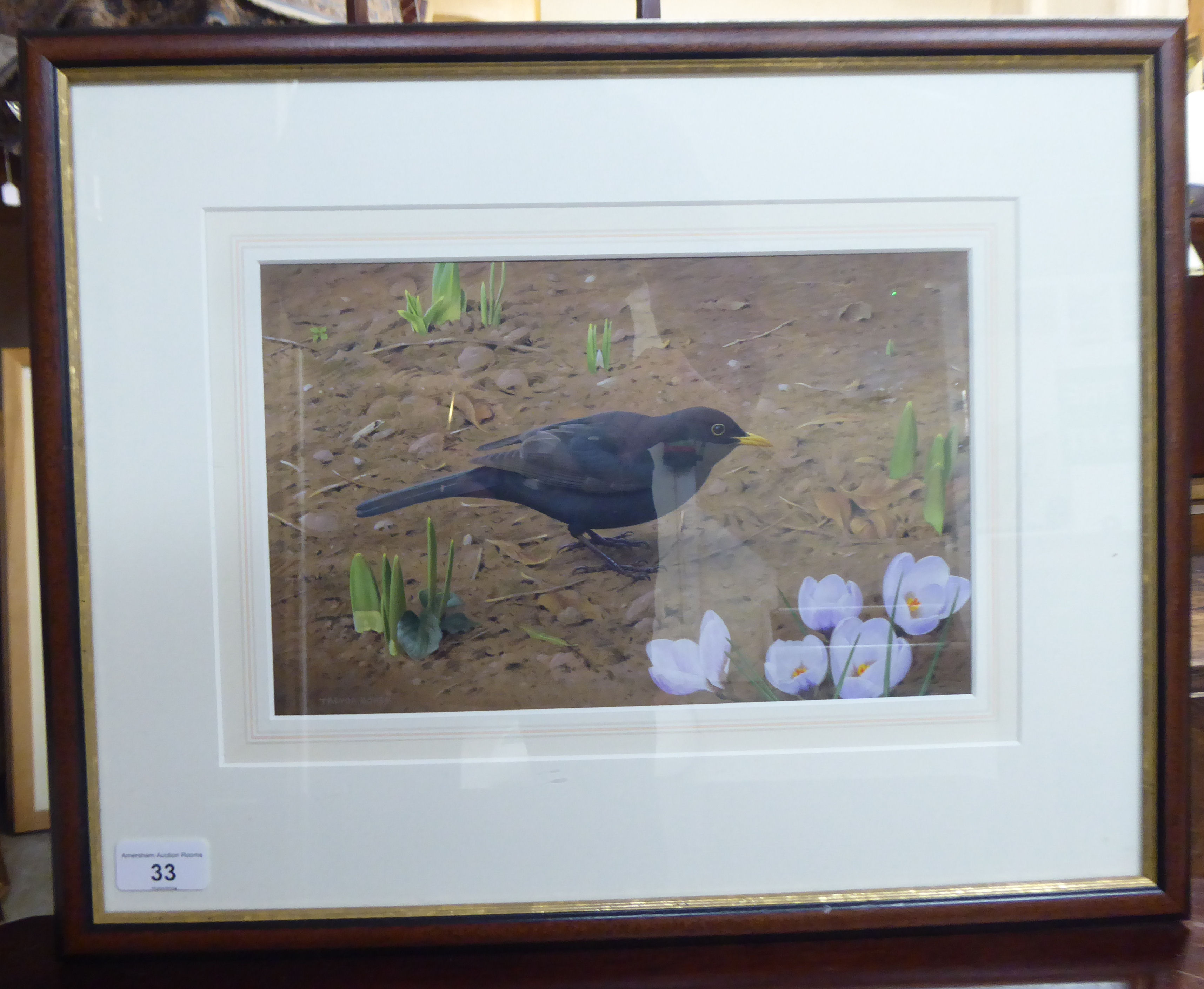 Trevor Boyer - 'Blackbird and Crocus'  acrylic  bears a signature & a Wildlife Art Gallery label