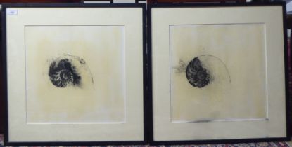 After Hook - 'Nautilus Shells'  print  bears a pencil signature  14" x 14"  framed