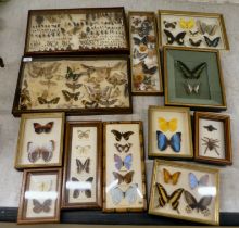 Lepidoptery and similar displays  largest 11" x 19"  framed