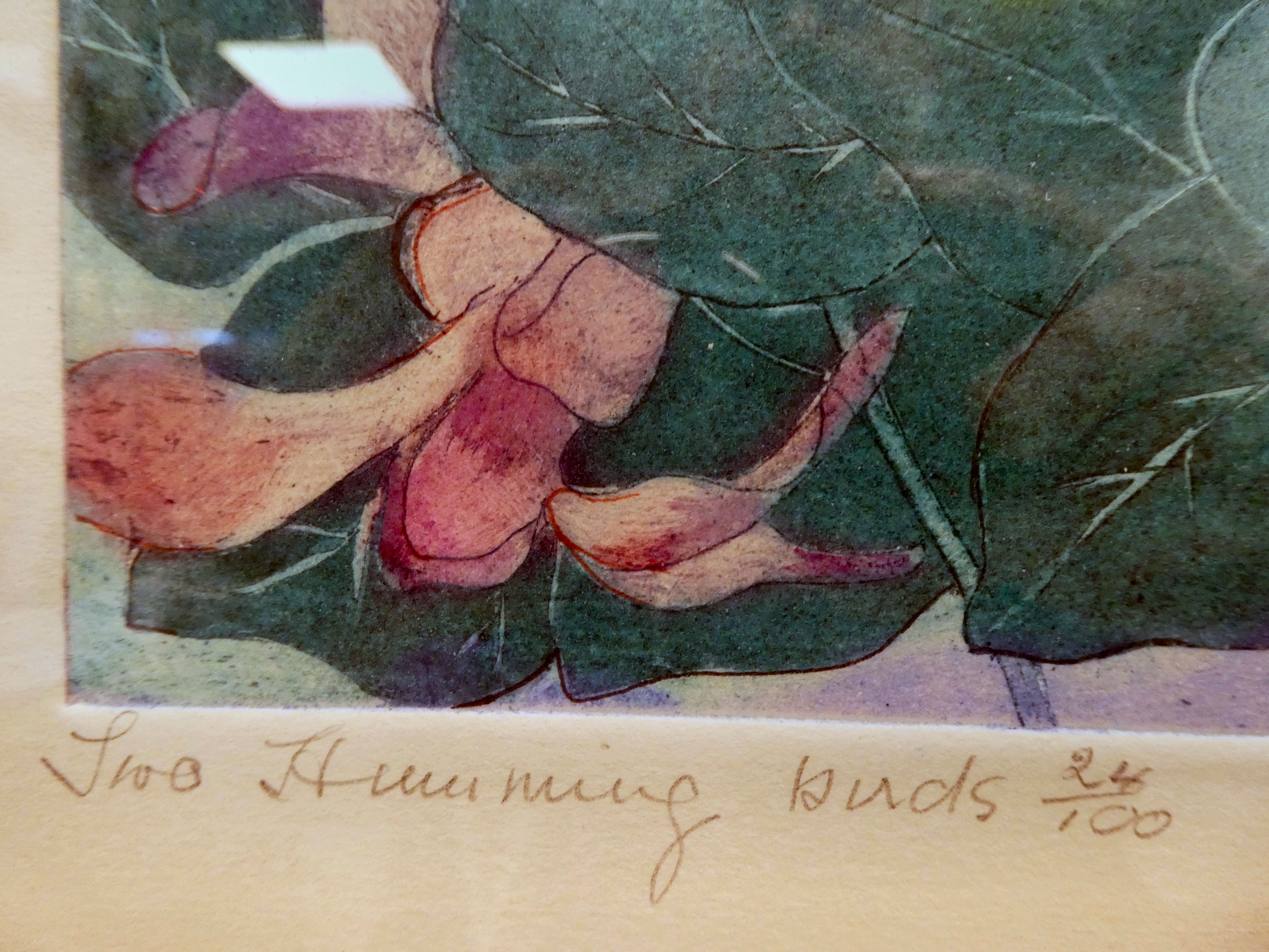 Winifred Pickard - 'Two Hummingbirds'  etching with aquatint  bears a pencil inscription (24/ - Image 3 of 5