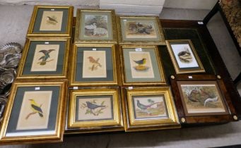 Pictures: to include a late 19thC study, a dipper  print  7" x 5"  framed